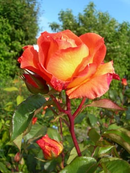 Orange rose in a garden with green leafy background.