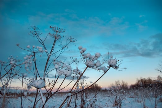 Winter landscape.Winter scene .frozenned flower