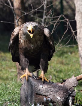 white tailed eagle screaming nature wildlife scene