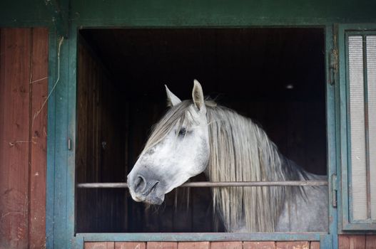 White Horse looking out of a Stable