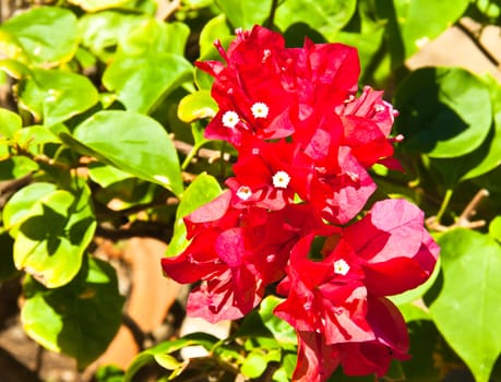 Red flowers and white pollen.