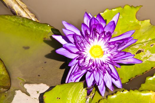 The distinctive purple lotus in the pond.