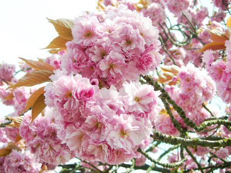 Branches full of pink Japanese cherry blossoms in springtime.