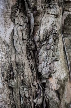 A close-up image of a tree bark texture backgroud. Check out other textures in my portfolio.