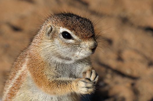 Cape Ground Squirrel (Xerus Inauris). Photo taken at Mata Mata in the Kgalagadi Transfrontier Park, South Africa