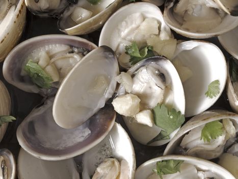 close up of white clams in white wine sauce food background