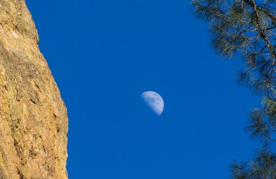 Crescent Moon and Pine at Pinnacles National Monument in California, USA.