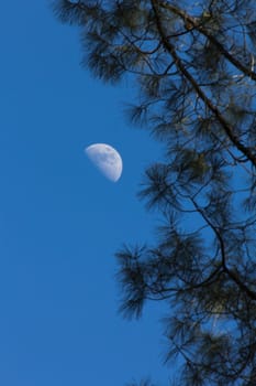 Crescent Moon and Pine at Pinnacles National Monument in California, USA.