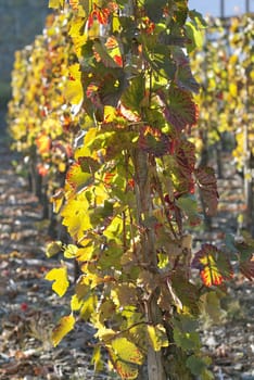Grape field under the sun, Rheinland-Pfalz, Germany