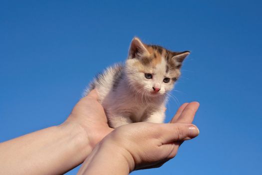 In palms the woman sits small kitten