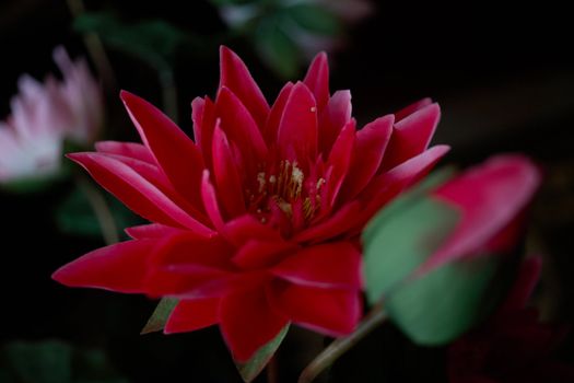 Flower of a lotus grows on a black background