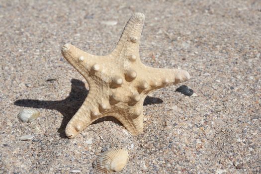 The skeleton of a starfish lays on sand