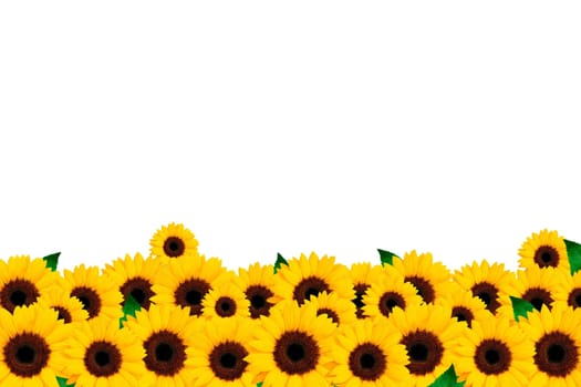 Yellow flowers of sunflower on a white background