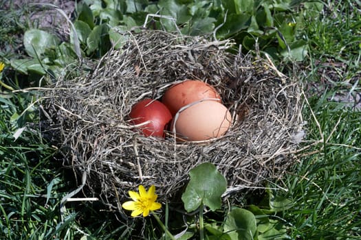 The bird's jack with eggs on a grass