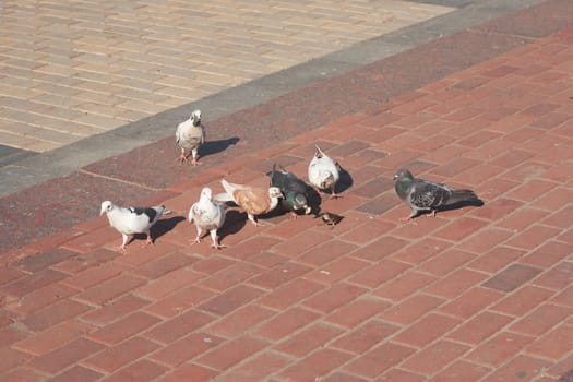Flock of the pigeons and sparrow in the street