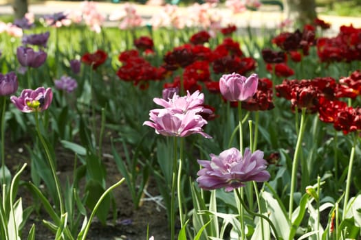 Beautiful multicoloured tulips in park. A botanical garden
