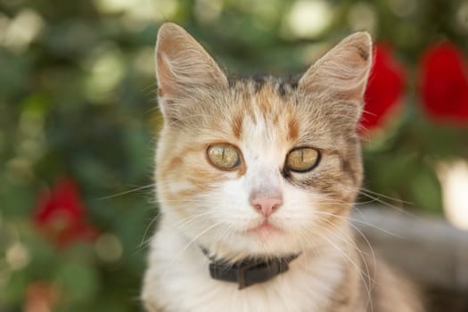 The beautiful cat on a background of red colours