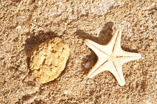 Sea star and the stone lay on sea sand