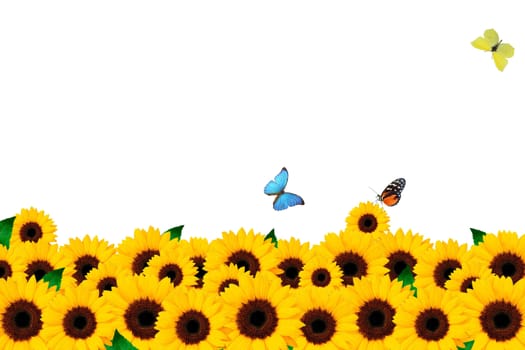 Sunflower and butterfly on a white background