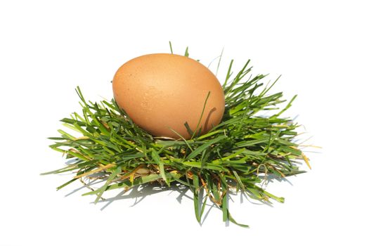 The egg a bird lays on a green grass