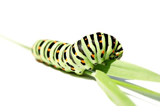 Beautiful green caterpillar creeps on a green grass