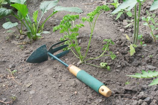 Plant in a garden. A shovel and pitchfork