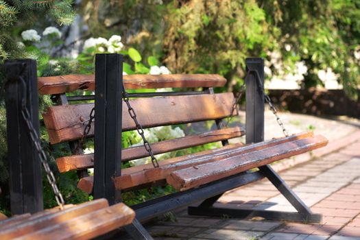 Wooden bench is in a morning green park 