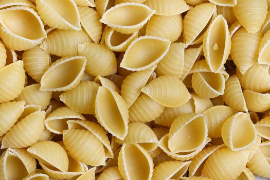 Largr shell