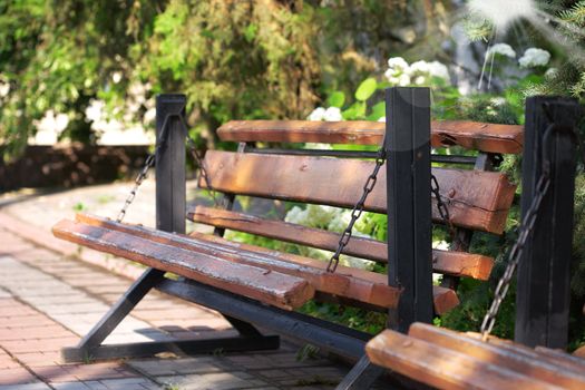 Wooden bench is in a morning green park 