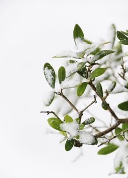 Detail of an olive tree covered by snow