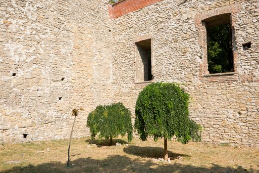 two isolated trees surrounded by an old structure