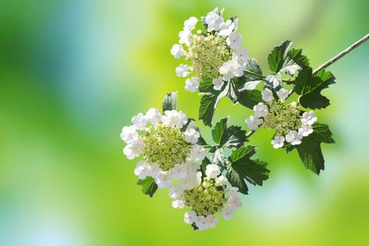 Flower. Multicoloured background. The large and small multicoloured circles