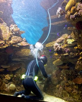 diver cleans aquarium, Barcelona, Spain
