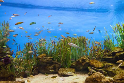 Fish tropical life in coral reef