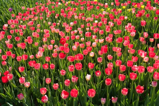 spring flowers red tulips field
