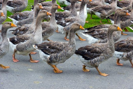 flock of domestic geese during the spring trip going on road
