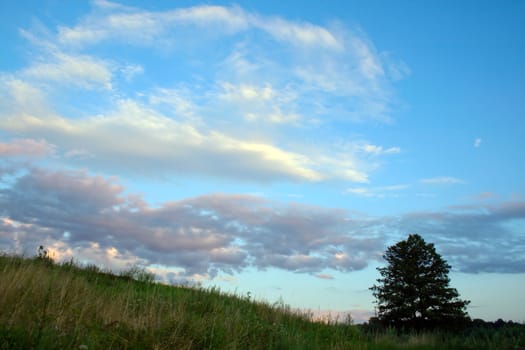 Spring green field and lonely tree landscape
