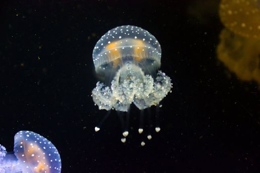 group jellyfish blue and color underwater