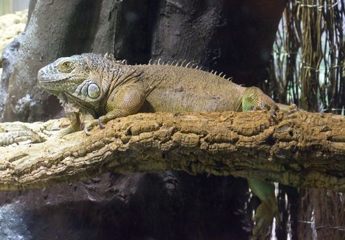 Iguana sits on branch tree in jungle