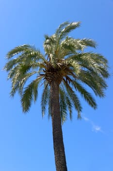 palm tree on blue background.