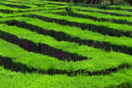 conceptual park labyrinth Barcelona. Spain