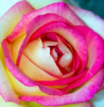 fresh pink petals rose flower