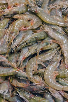 sea food raw prawns background
