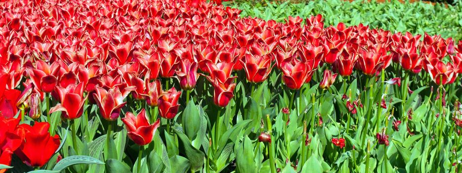 tulips red spring bed horizontal
