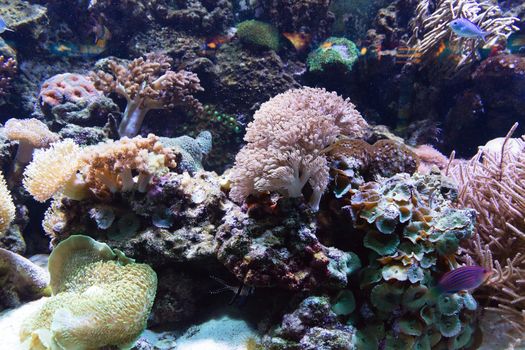 Sea fish tropical scenics life in coral reef