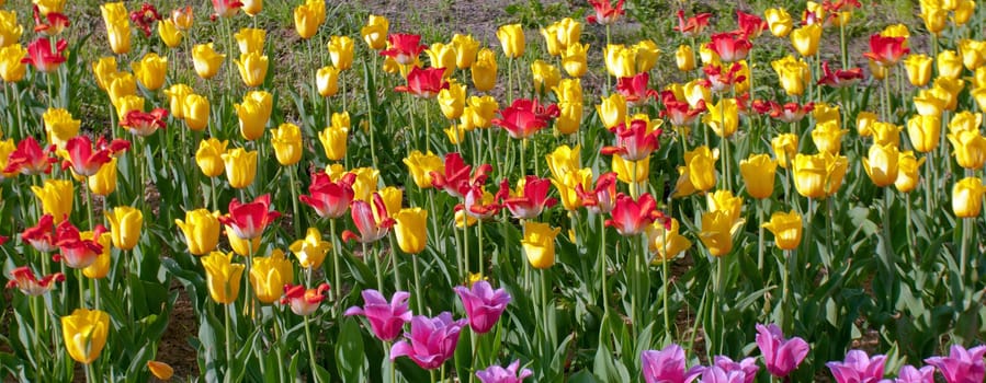 tulips yellow and red spring bed