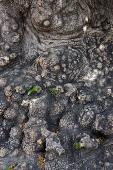 tree background detail texture pattern weathered