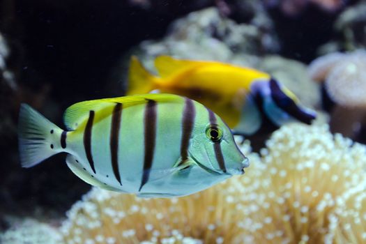Tropical fish life in coral reef
