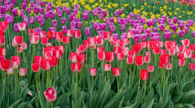 tulips purple and red spring bed