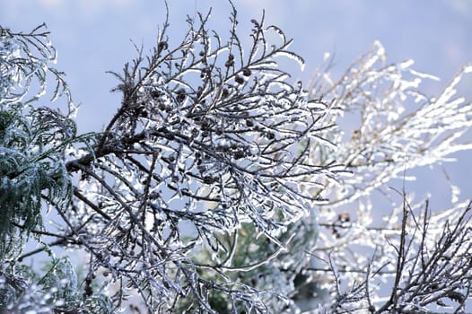 Icy tree branches in Winter